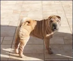 Quelle est la race de ce chien ?