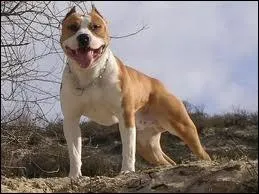 Quelle est la race de ce chien ?