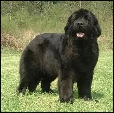 Quelle est la race de ce chien ?