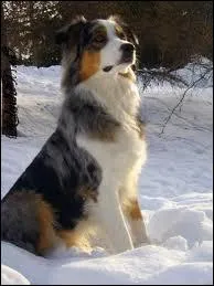 Quelle est la race de ce chien ?