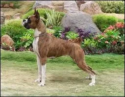 Quelle est la race de ce chien ?