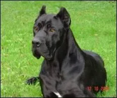 Quelle est la race de ce chien ?