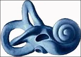 Quel est le plus petit et le plus lger os du squelette humain ?