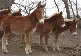 Mais quel beau poney !