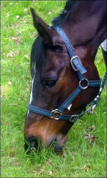 Que fait ce cheval ?