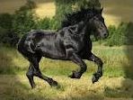 Quiz Chevaux