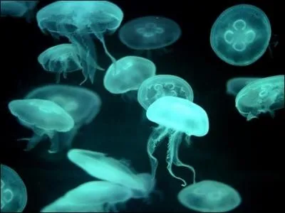 Les animaux bioluminescents n'existent-ils qu'en milieu marin, au fond des abmes ?