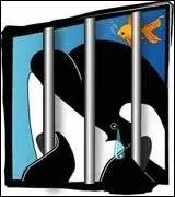 Parmi ces orques, laquelle vit toute seule ?