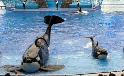 Combien d'orques sont nes avec Tilikum comme pre ?