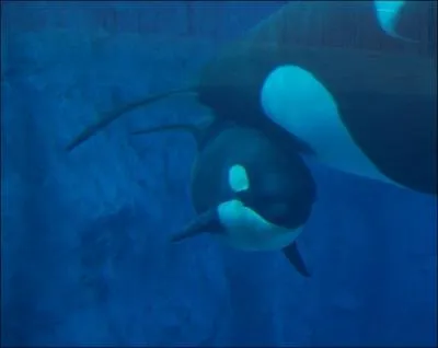 Quelle orque captive a pour pre son frre ?