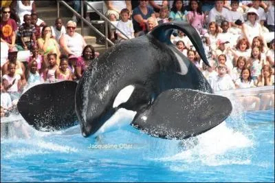 Combien mesure la nageoire pectorale de Tilikum ?