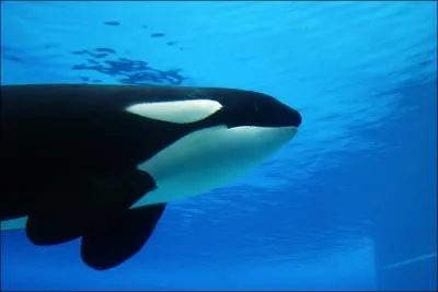 Quelle est cette orque ?