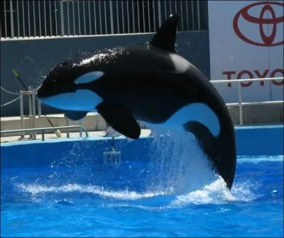 Quelle est cette orque ?