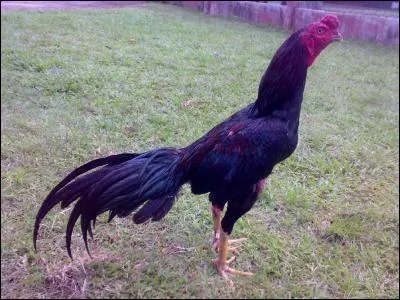 Dans l'un de ces trois pays, soi-disant civilis, on organise toujours des combats de coqs !