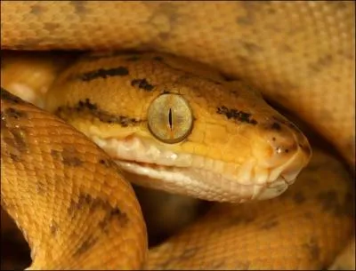 De ces trois pays, dans lequel organise-t-on des combats entre mangoustes et serpents ?