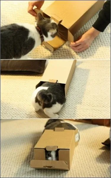 En dehors d'un autre chat, quel animal peut combattre un chat en Irlande ?