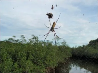 Une araigne a peu d'ennemis, nanmoins elle peut combattre un adversaire redoutable, d'un naturel plutt piquant, qui ne rve que d'une chose : Lui pondre un oeuf dans le corps !
