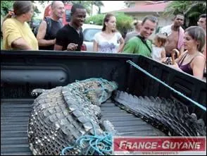 Quel animal peut combattre une loutre gante d'Amazonie ?