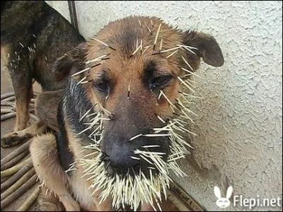 En-dehors d'un chien, quel animal peut combattre un porc-pic, en Amrique du Nord ?