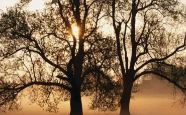 Quiz Nature