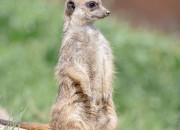 Quiz Le suricate