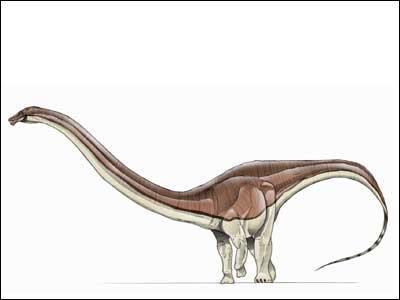 Qui est ce dinosaure ?