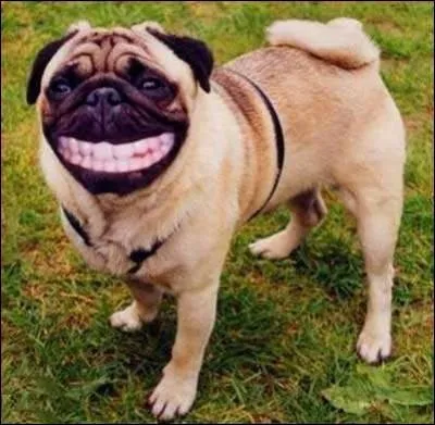 Bien entendu, vous n'avez pas une langue de vipre, mais que faites-vous avec une langue-de-serpent ?