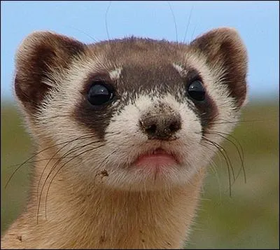 Pour peindre des couleurs sur une cramique, il vous sera trs utile !