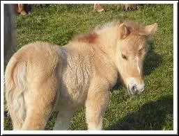 Quelle est la robe de ce poulain shetland ?