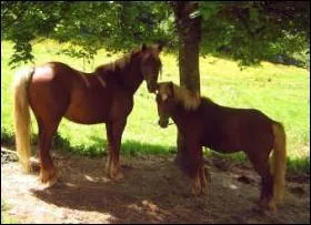 De quelle robe sont ces magnifiques et braves poneys ?