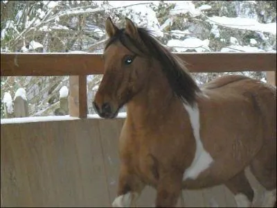 Quel est le robe de ce gros mais magnifique poney ? (regarder bien )