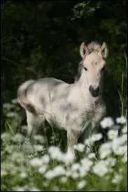 De quelle robe est ce poulain ?