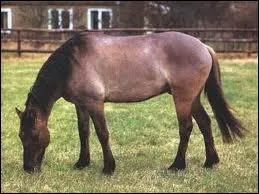 De quelle robe est ce poney ?