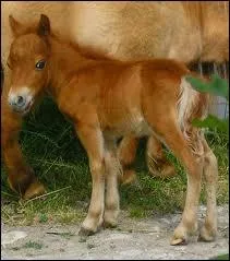 Quelle est la robe de ce poulain Falabella ?