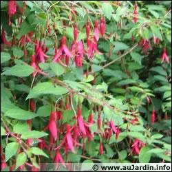 Comment s'appellent ces fleurs vivaces ?