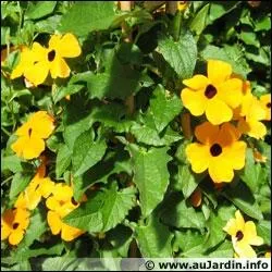 Quel est le nom original de cette fleur de la famille des acanthaces ?