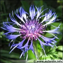 Et quel est ce petit dernier dont l'eau dcongestionne les paupires les lendemains de fte ?