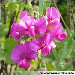 Quel est le nom de cette fleur ?