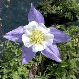 Quelle est cette trs jolie fleur ?