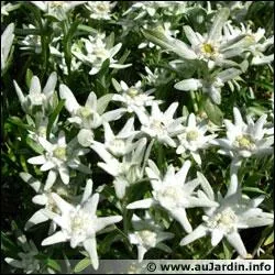 Quelle est cette fleur d't de la famille des astraces ?