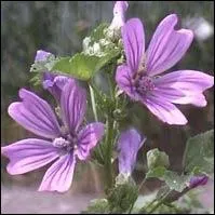 Reconnaissez-vous cette fleur ?