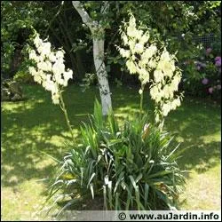 Que sont ces fleurs ?