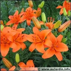 Quelle est cette fleur dont la floraison s'tale de mai  septembre ?