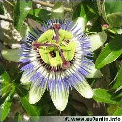 Quelle est cette trs jolie fleur ?