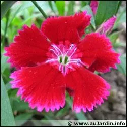 Quel est le nom de cette fleur ?