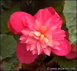 Plante tubreuse, quel est son nom ?