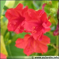 Existe en jaune, rose et rouge, c'est :