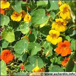 Que sont ces fleurs ?