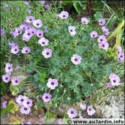 Quelles sont ces fleurs appeles aussi  Becs de grue  ?