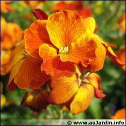 Quelle est cette fleur qui fleurit au printemps ?